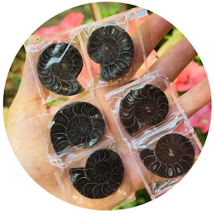 Black Ammonite Fossil Pairs, Matching Split Fossil Shells
