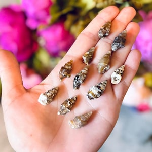 Agate Replaced Shell Fossils, Gastropod Fossil