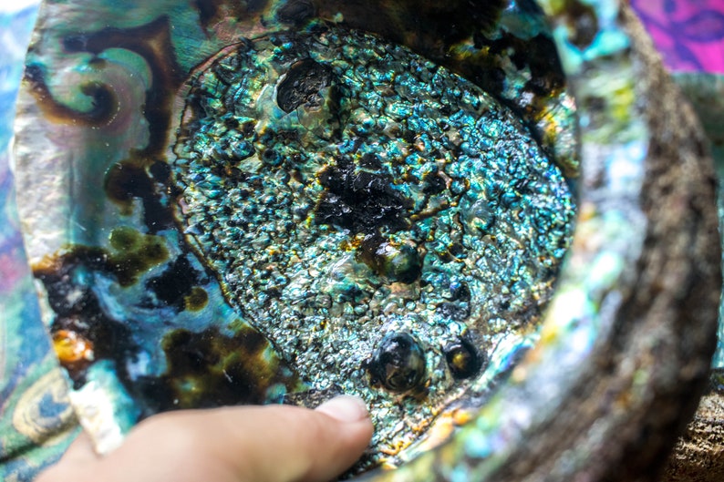 DISCOUNTED abalone shells smudge bowls colorful rainbow shells sage dish for saging huge abalone shell