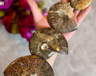 オパール化したアンモナイトの化石 - Etsy 日本