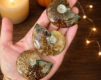 Polished Ammonite Fossil, Ancient Spiral Shell Specimen
