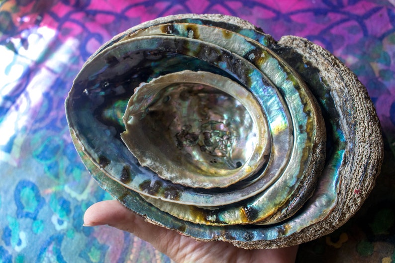 DISCOUNTED abalone shells smudge bowls colorful rainbow shells sage dish for saging huge abalone shell