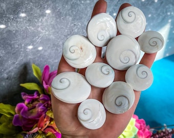 Round Shiva Eye Shells, Spiral Shells