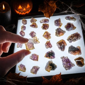 May include: A collection of small, raw fluorite crystals with purple and yellow geometric banding, arranged on a square, illuminated light pad. Each crystal displays natural cubic formations and translucent color gradients.