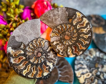Large Black Ammonite Fossil Pairs