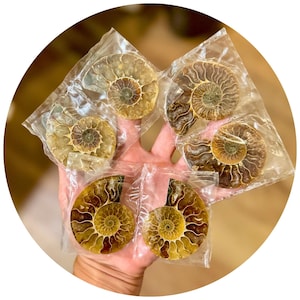 Small Polished Ammonite Pairs, Ethically Sourced Ammonite Halves