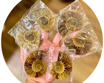 Small Polished Ammonite Pairs, Ethically Sourced Ammonite Halves