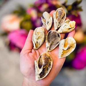 Druzy Shell Fossils, Rare Fossilized Shell From India