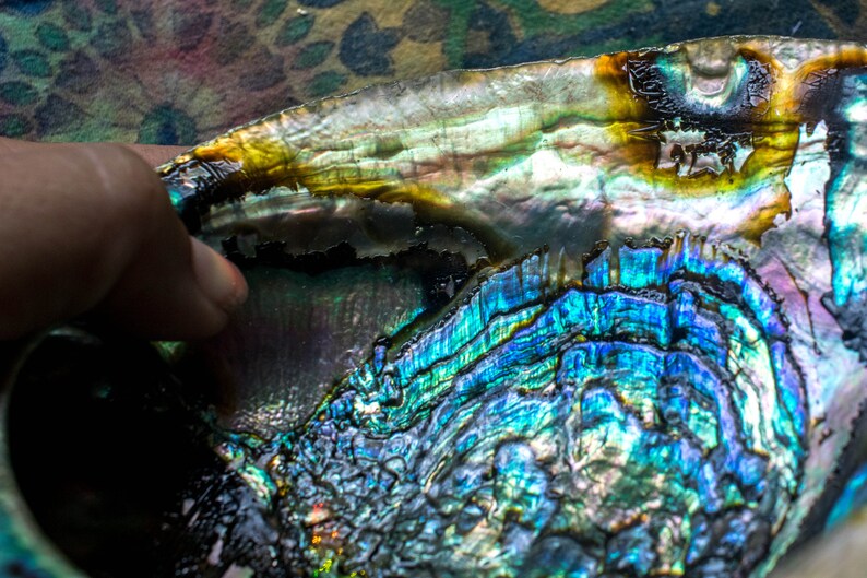DISCOUNTED abalone shells smudge bowls colorful rainbow shells sage dish for saging huge abalone shell