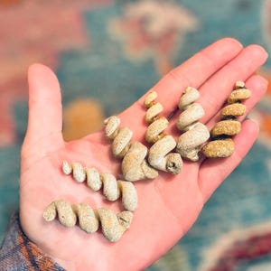 Turritella Shell Fossils, Gastropod Fossil from the Potomac River, Maryland