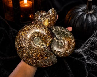 Polished Ammonite Fossil, Natural Spiral Shell Specimen