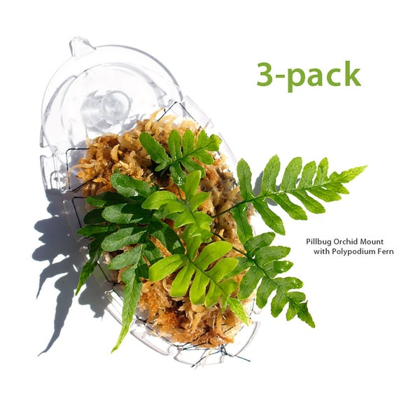 Pillbug Orchid Mount - Small 3-pack (Selva Terrarium)