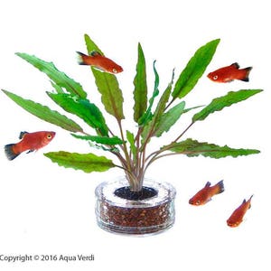 Tank Planters Foliage Kit 4-pack