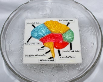 Fondant Brain Cake Topper - Medical Cake Topper - Doctor Graduation - Nurse Graduation - Neurology Cake Topper - Medical Graduation -