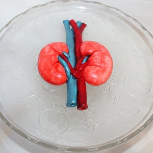 Fondant Medical Cake Topper - Fondant Kidney - Kidney Topper - Fondant Heart - Doctor Cake Topper - Nurse Cake Topper - Medical Graduation