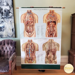 Carte scolaire vintage des organes de la poitrine et de l'abdomen | M. Rohl 1950's | Histoire
