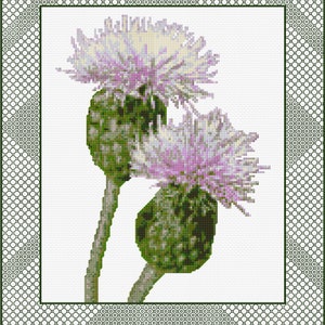 May include: A close-up of two pink and white thistle flowers with green stems and leaves against a white background.