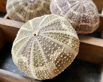 Pink Sea Urchin 4cm Big Sea Urchin Philippine Pink Sea Urchin Terrarium Red