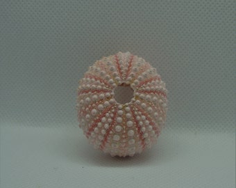 Pink Sea Urchin 4cm Big Sea Urchin Philippine Pink Sea Urchin Terrarium Red