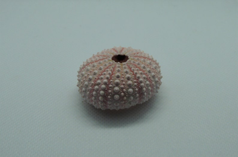 Pink Sea Urchin 4cm Big Sea Urchin Philippine Pink Sea Urchin Terrarium Red