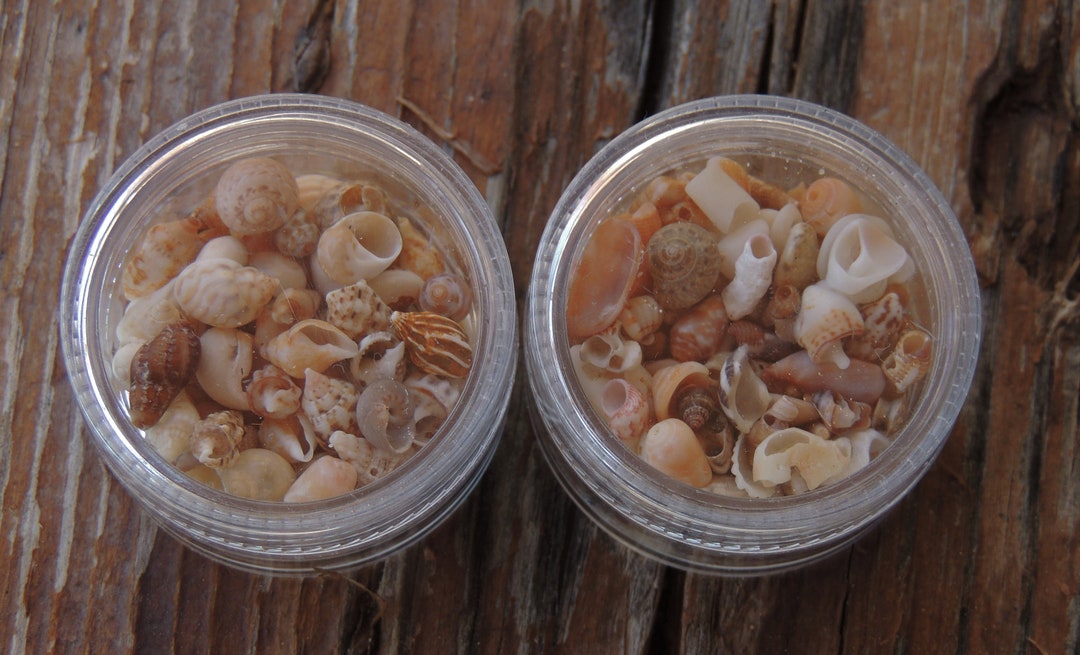 50 Mini Sea Shells Collection / Tiny Sea Shells Collection - Etsy UK