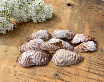 10pcs of Aegean Sea Shells / Sea Crafts / Sea shells / Natural sea shells