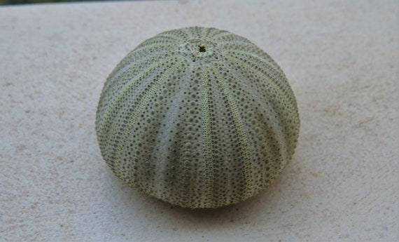 Pink Sea Urchin 4cm Big Sea Urchin Philippine Pink Sea Urchin Terrarium Red