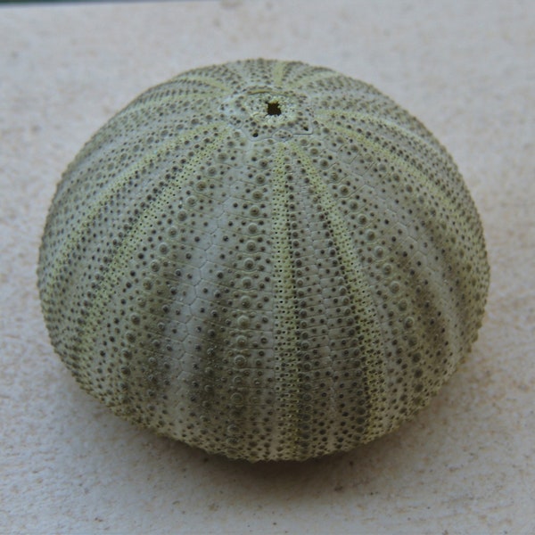 Green Sea Urchin / Big Sea Urchins / Sea urchin / Sea shells