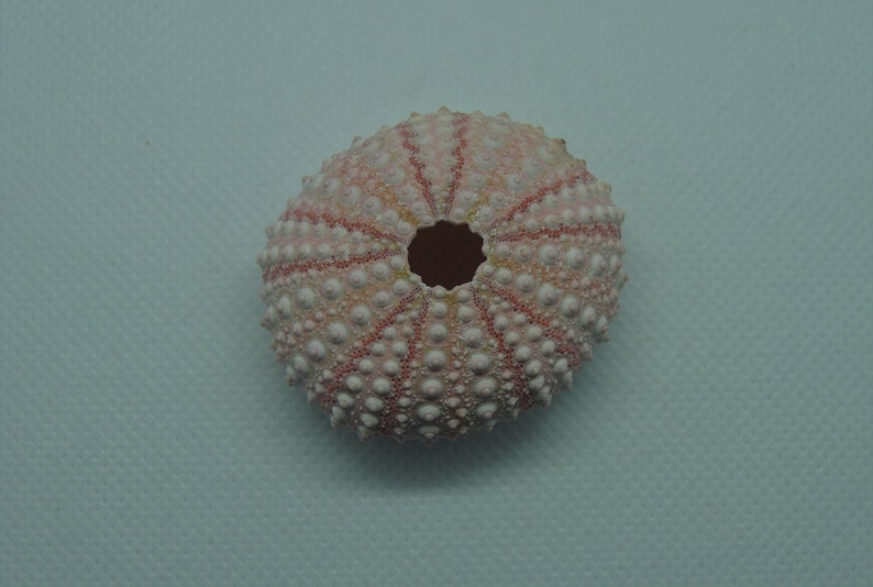 Pink Sea Urchin 4cm Big Sea Urchin Philippine Pink Sea Urchin Terrarium Red