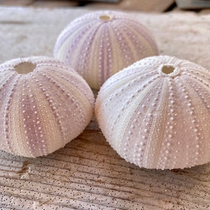 Purple Sea Urchins / Big Sea Urchins / Sea urchin / Sea shells