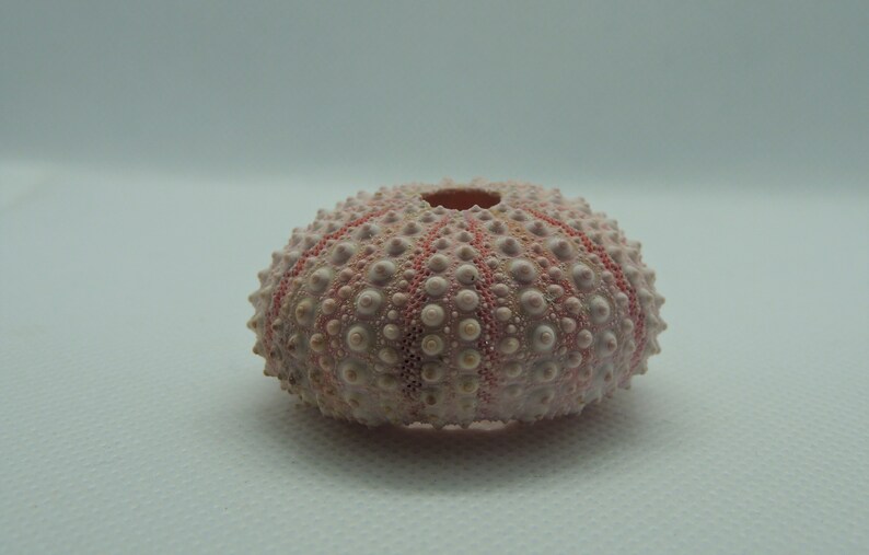 Pink Sea Urchin 4cm Big Sea Urchin Philippine Pink Sea Urchin Terrarium Red