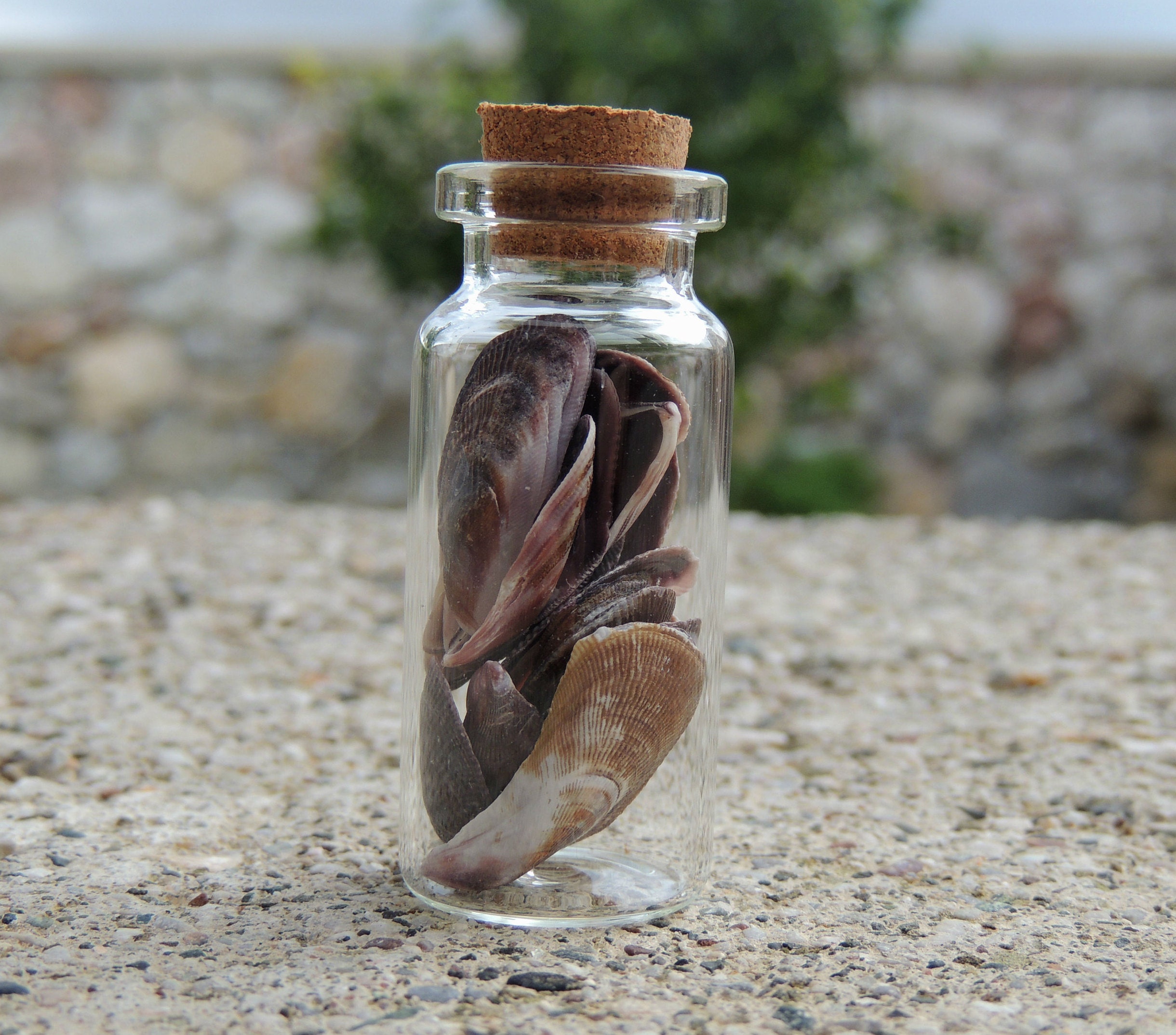 Bottle with Aegean Mussels Shells / Shells /Craft supplies / Etsy