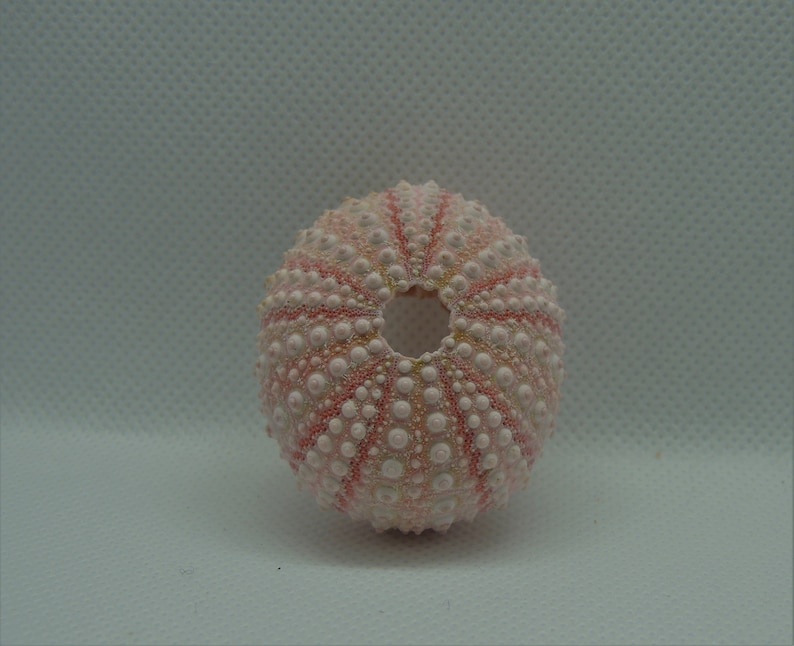 Pink Sea Urchin 4cm Big Sea Urchin Philippine Pink Sea Urchin Terrarium Red