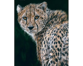 Amber Gaze, A Hand Drawn Original Pastel Pencil Artwork Of A Cheetah By Amanda Smith-Mitchell