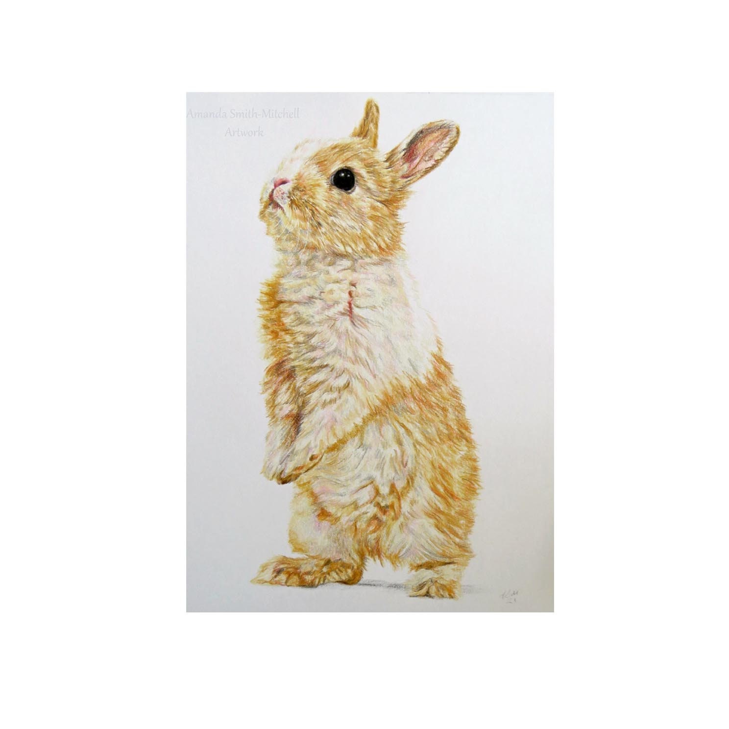 Baby Rabbit Stood, Coloured Pencil Art - Etsy