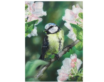 Blue Tit Amongst Blossom, Pastel Pencil Art