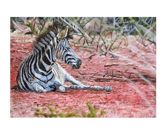 Resting Zebra on Red Earth - Original Acrylic Painting on Stretched Canvas 50.5cm by 76.3cm