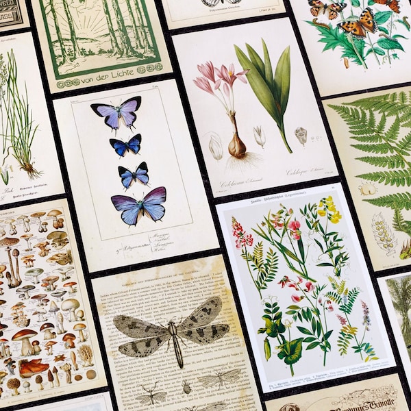 Nature Postcard - Etsy