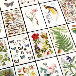 May include: A collection of vintage botanical illustrations featuring various plants, flowers, birds, fish, and insects. The illustrations are printed on white paper with black borders and are arranged in a grid pattern.