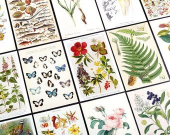 Nature Collection Postcard Set *SHOP EXCLUSIVE* - Set of 30 Retro Postcards for Journaling, Notebooks, Paper Crafts, Vintage Style Floral