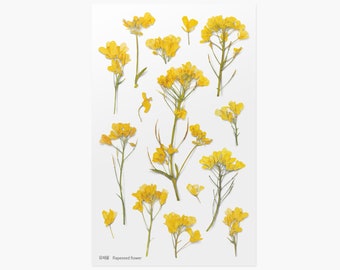 Flower Stickers, Rapeseed Flower - Korean Pressed Flower and Plant Stickers by Appree for Paper Crafts, Scrapbooking, Journaling