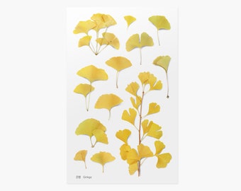Flower Stickers, Ginkgo - Korean Pressed Flower and Plant Stickers by Appree for Paper Crafts, Scrapbooking, Journaling
