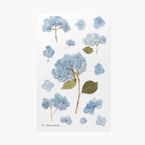 May include: A sheet of pressed blue hydrangea flowers, ideal for crafting or scrapbooking. The sheet features a range of flower sizes and shapes, along with some leaves. The text "Bigleaf hydrangeas" is printed in the bottom left corner.