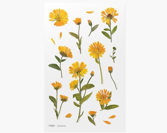 May include: A sheet of dried flower stickers featuring calendula flowers in various stages of bloom. The stickers are arranged in a random pattern on a white background. The text "Calendula" is printed in black at the bottom of the sheet.