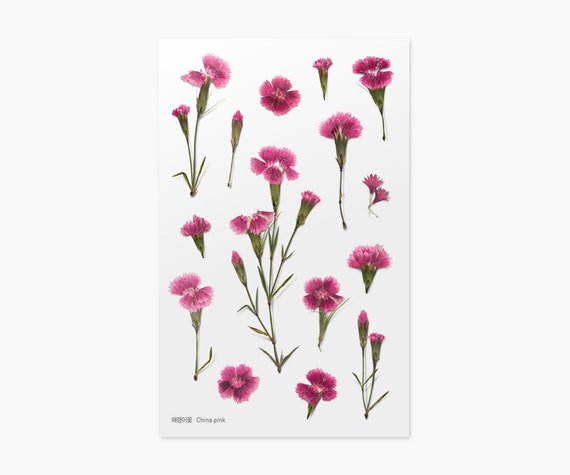 China Pink Pressed Flower Sticker