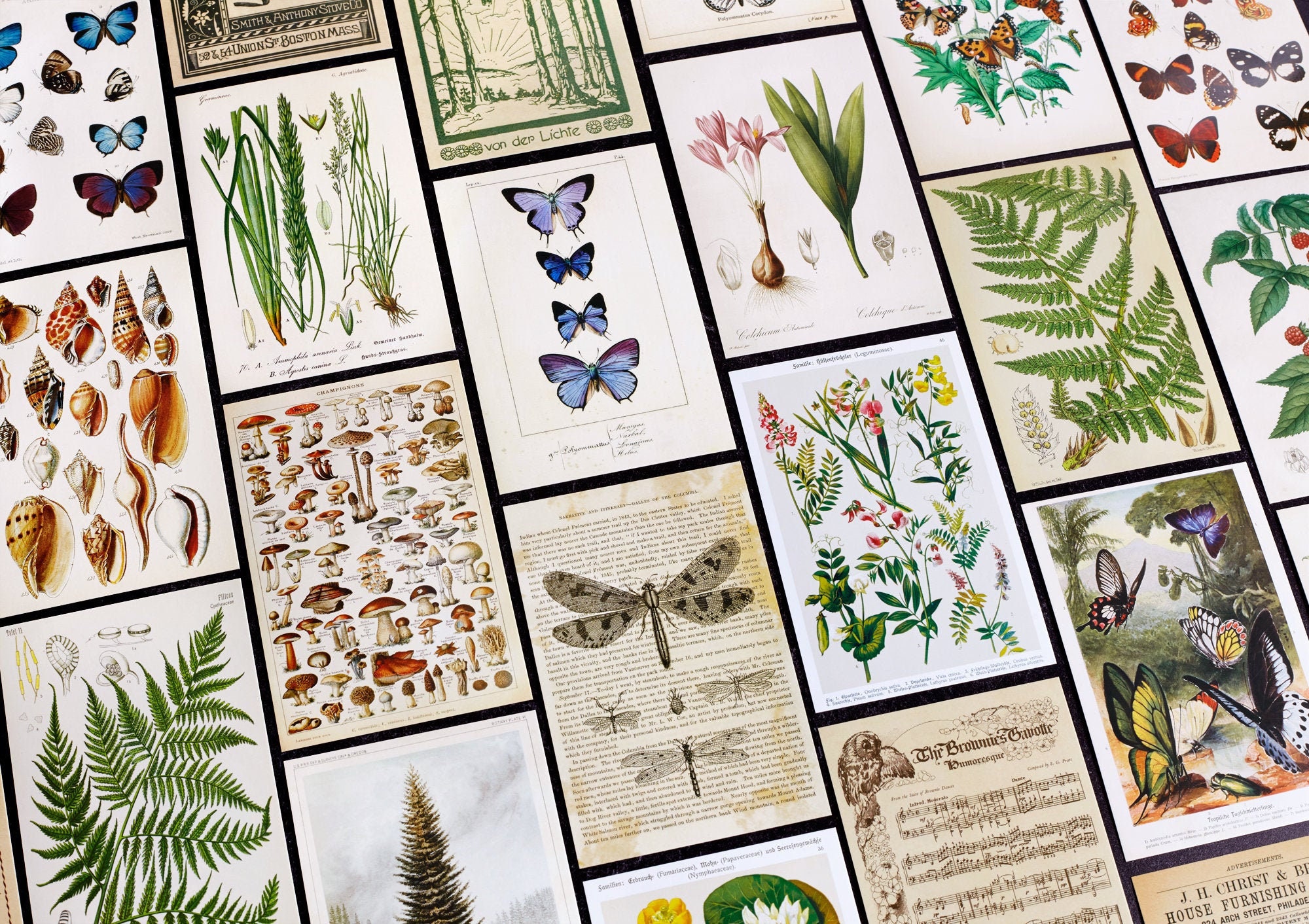 Vintage Style Postcards *SHOP EXCLUSIVE* - Set of 30 Retro Postcards for Journaling, Notebooks, Paper Crafts, Botanical Nature Collection