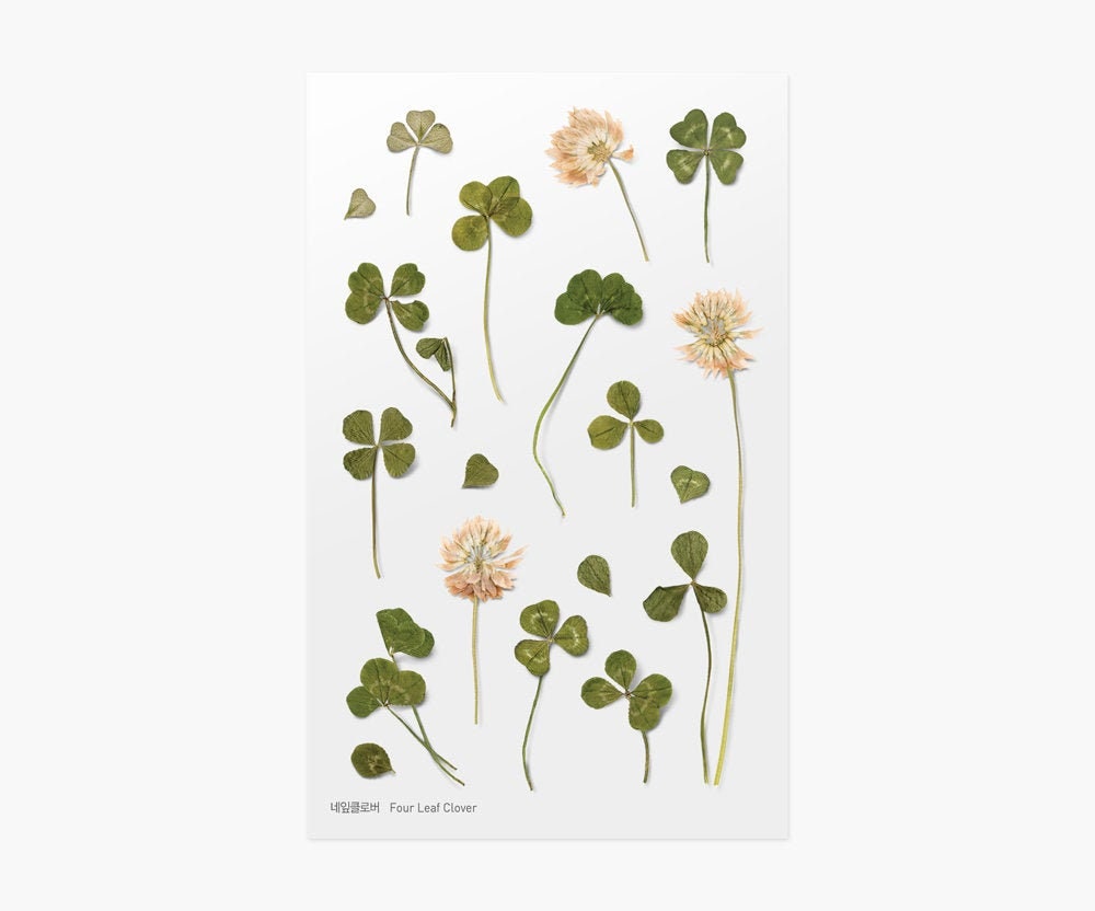 Plant Stickers Four Leaf Clover Korean Pressed Flower And Etsy