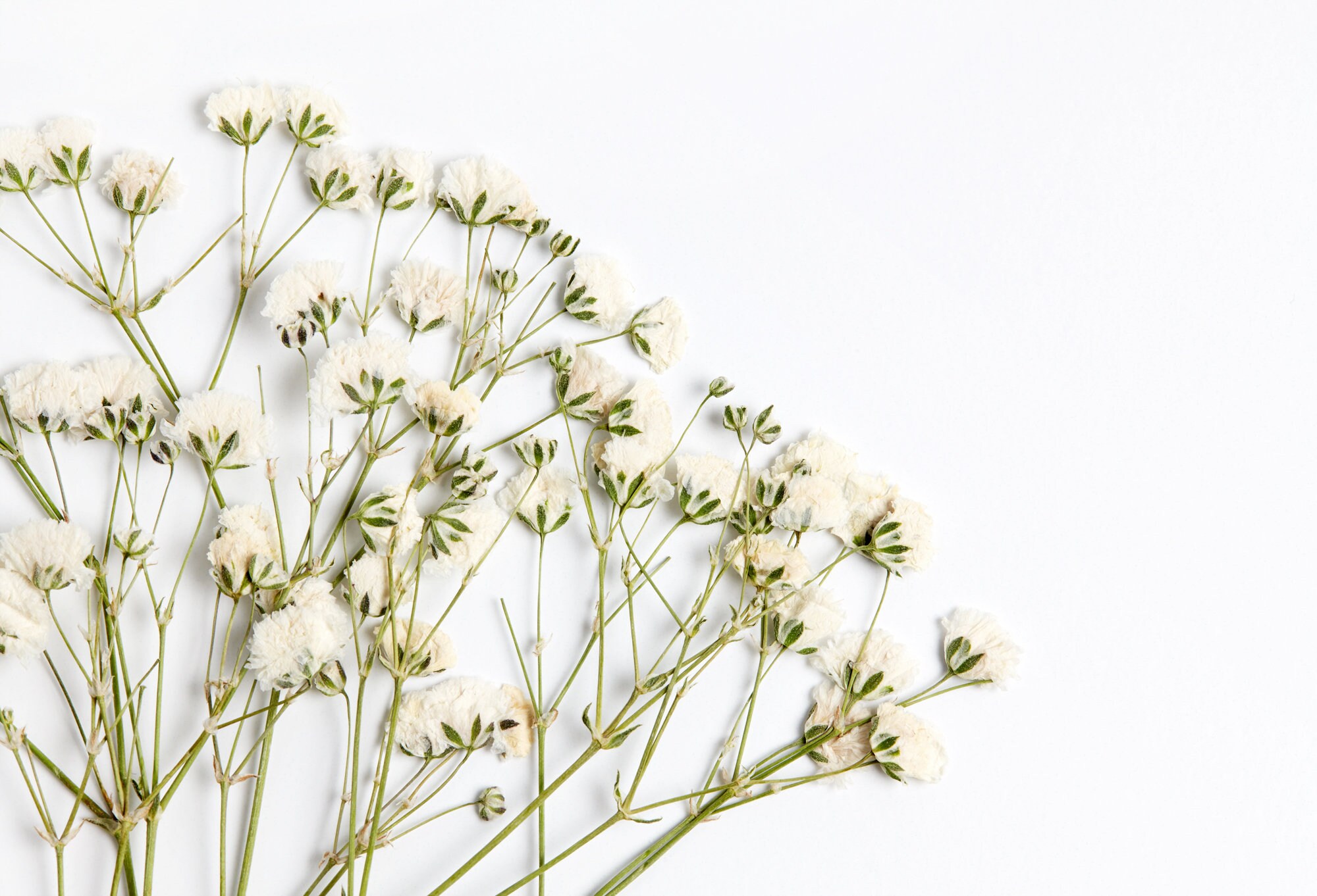 Real Small Pressed Flowers Dried Baby S Breath Mixed Etsy
