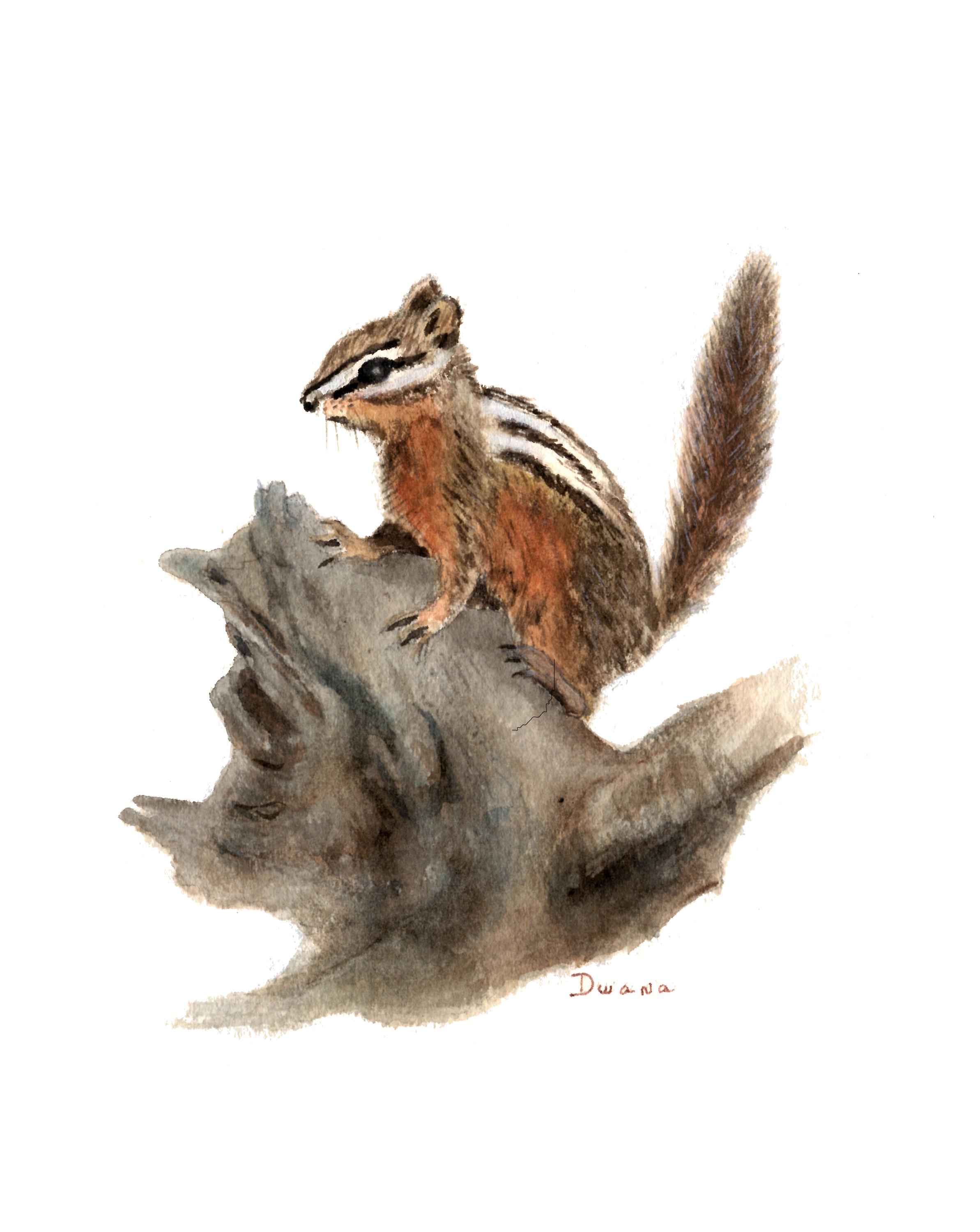 Chipmunk Watercolor Print - Etsy