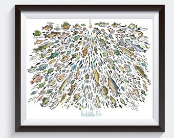 Freshwater Fish - 100s of Fish Big Art Print
